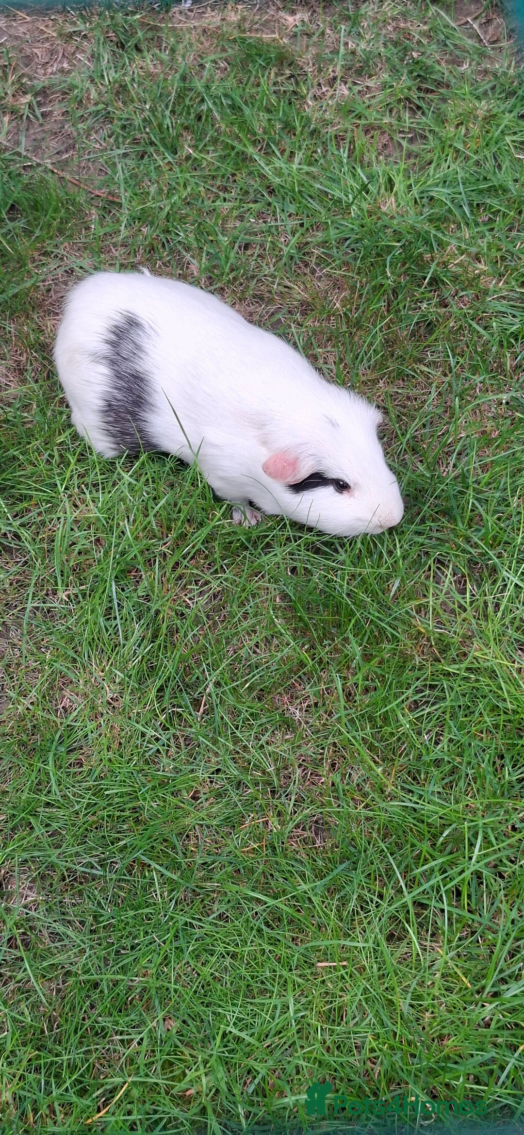 Guinea Pig rodents for sale: Guinea pigs - Image 4