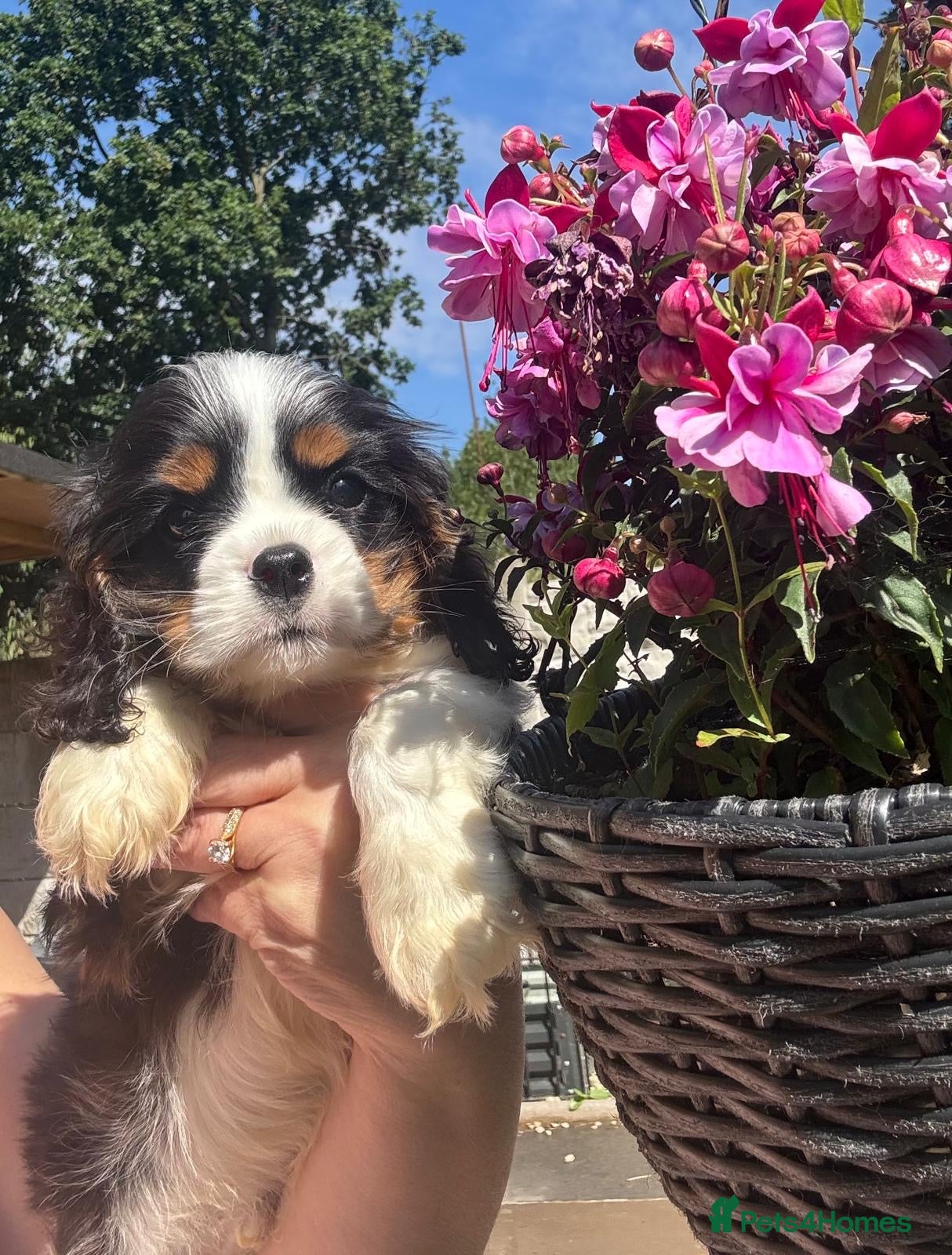 Cavalier King Charles Spaniel dogs Cavalier King Charles spaniel  - Advert 8