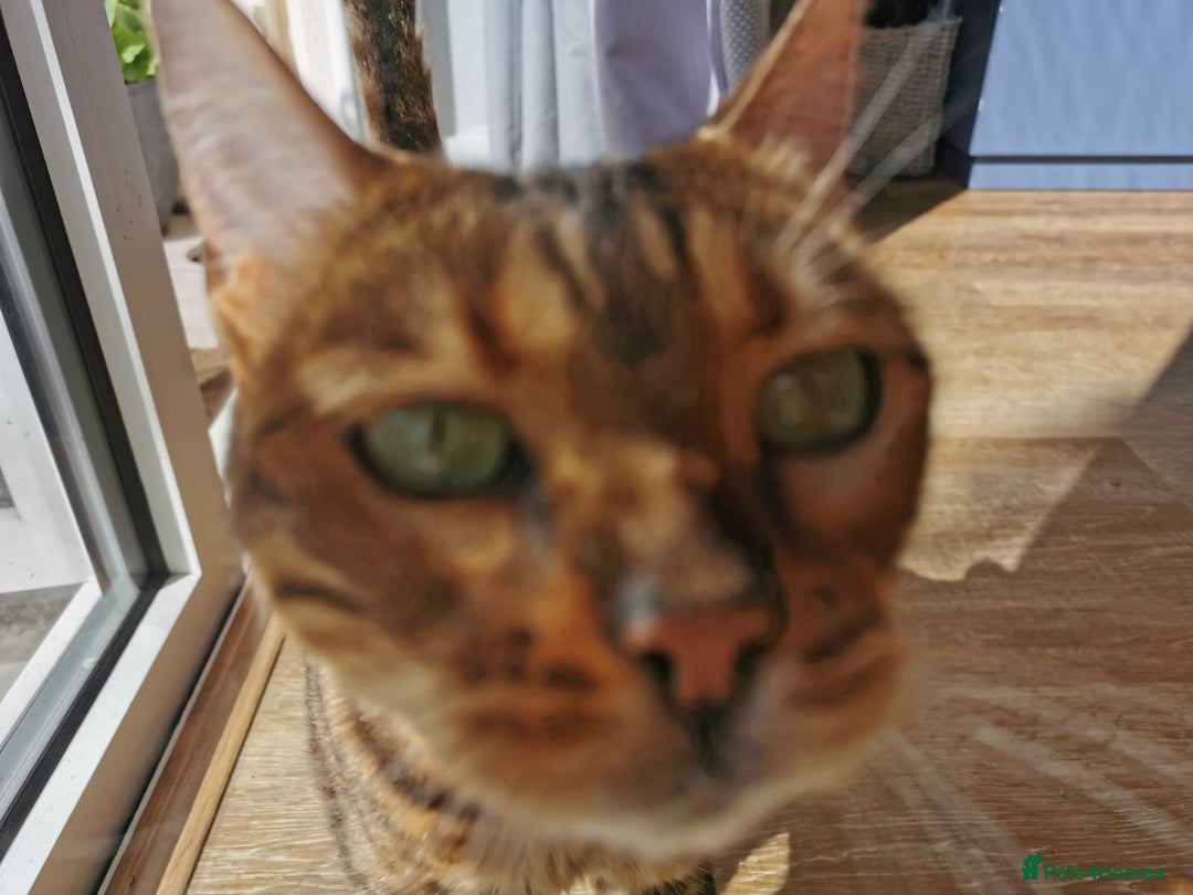 Bengal cats for sale: Female bengal 3.5 years - great with kids - spayed - Image 4