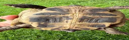 Hermann Tortoise reptiles for sale: Herman’s tortoise female 5 years old  in Shrewsbury - Advert 4