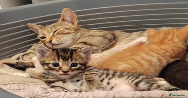 Mixed Breed cats - Advert 10
