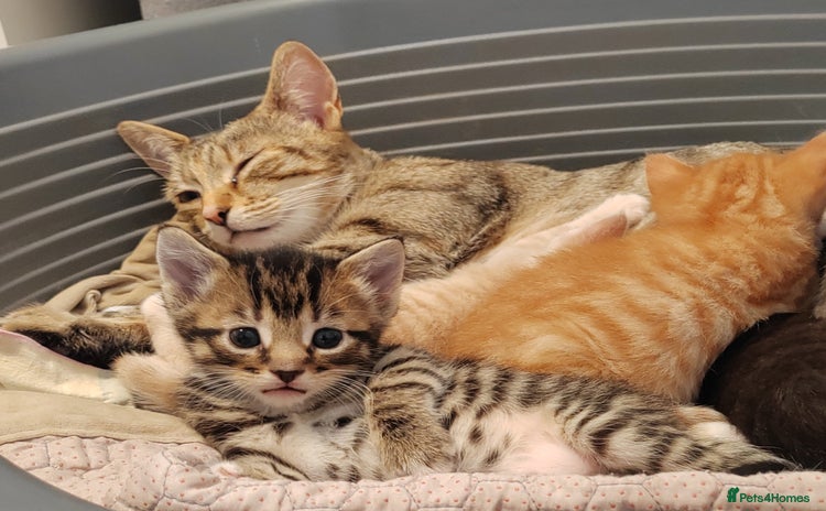 Mixed Breed cats - Advert 1
