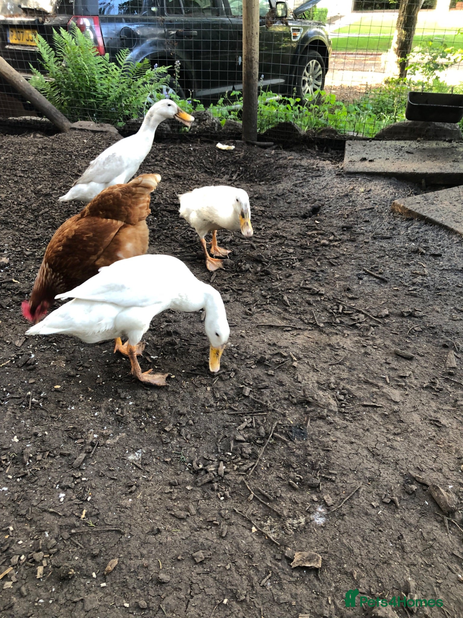 Ducks poultry Indian runner ducks - Advert 11