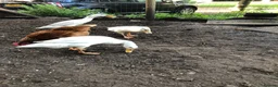 Ducks poultry for sale: Indian runner ducks - Advert 1