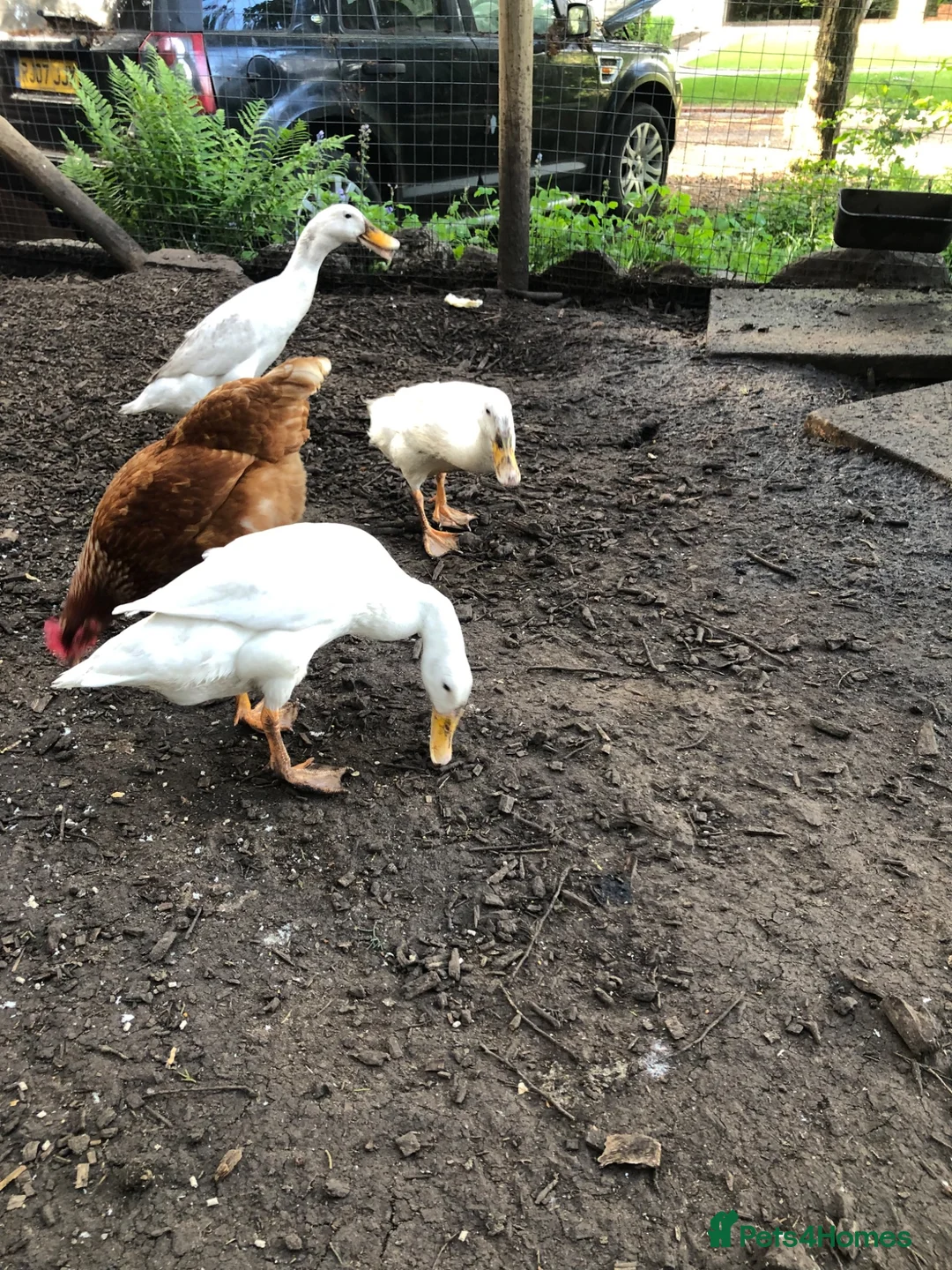Ducks poultry for sale: Indian runner ducks - Advert 1