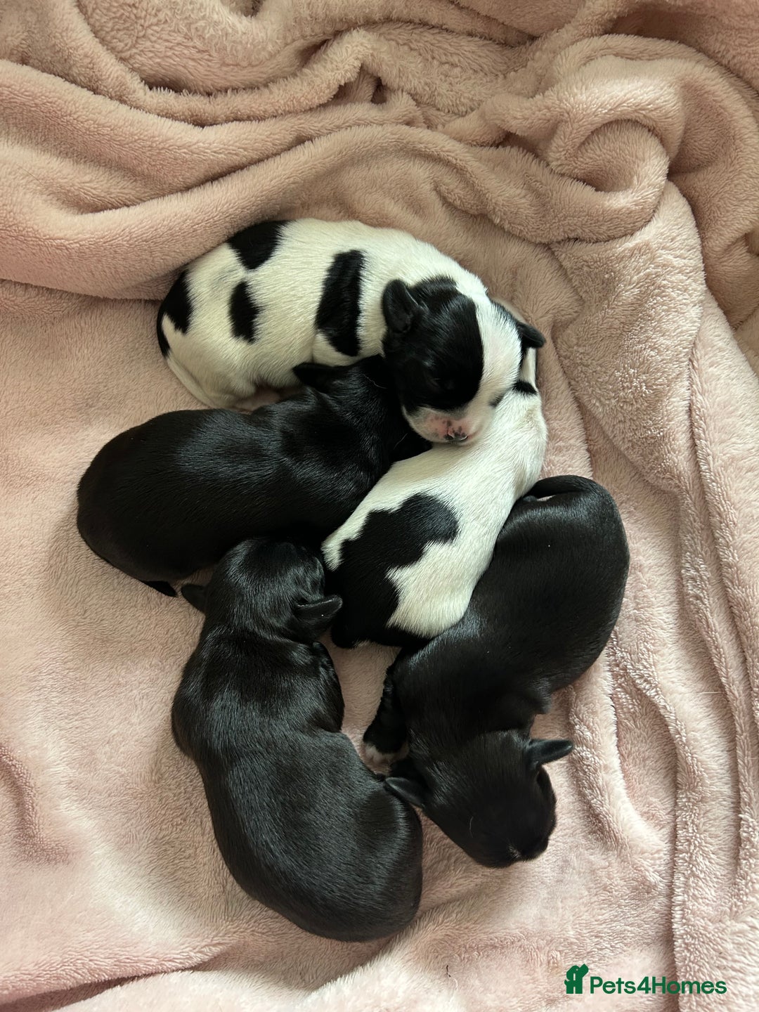 Mixed Breed dogs for sale: Chihuahua x Cocker Spaniel Puppies. 3 Boys/2 Girl - Image 1
