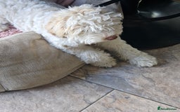 Lagotto Romagnolo dogs for sale: KC Registered Lagotto Romagnolo  in Alfreton - Image 10