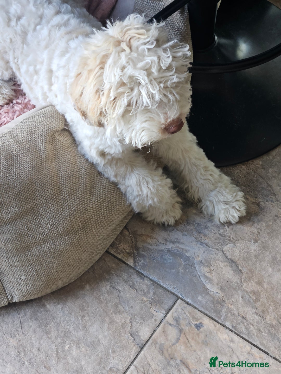 Lagotto Romagnolo dogs for sale: KC Registered Lagotto Romagnolo  in Alfreton - Image 10