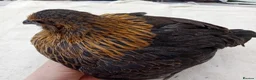 Chickens poultry for sale: Bearded Serama Trio for Loving Home - Advert 15