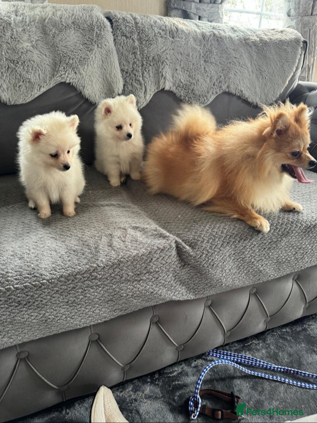 Pomeranian dogs for sale: Pomeranian puppies  - Image 11