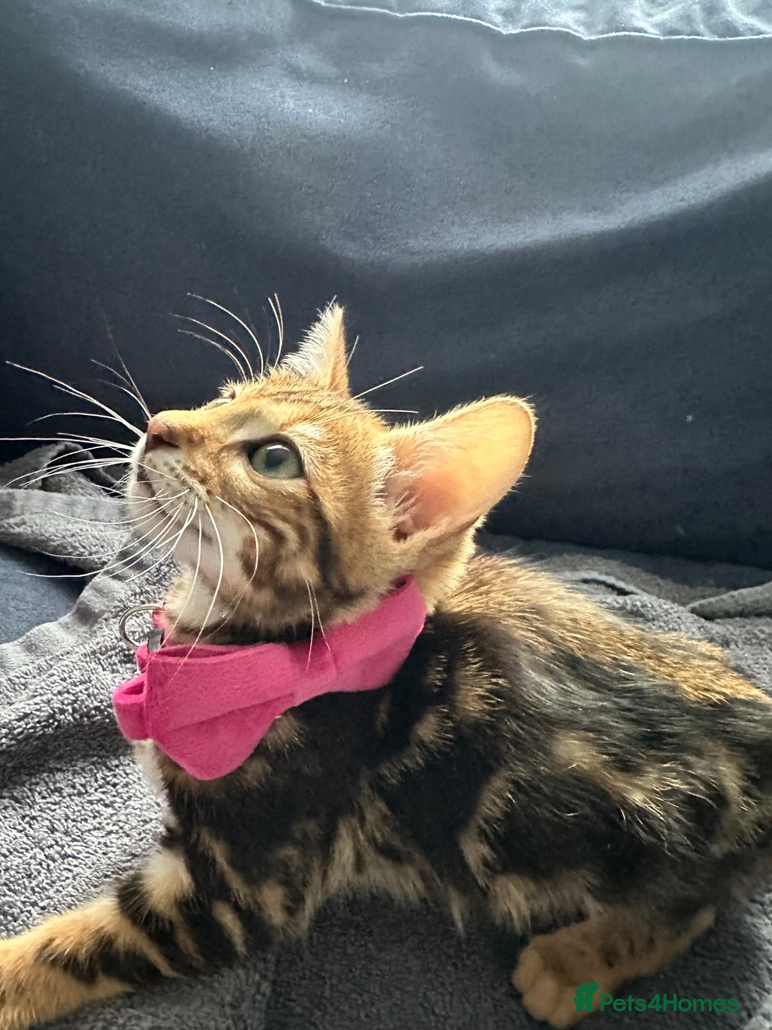 Bengal cats Stunning pure breed Bengal kittens - Advert 6