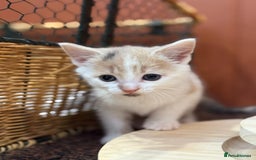 Mixed Breed cats for sale: 🐾 Adorable Kittens For Forever Homes 🐾  - Image 8