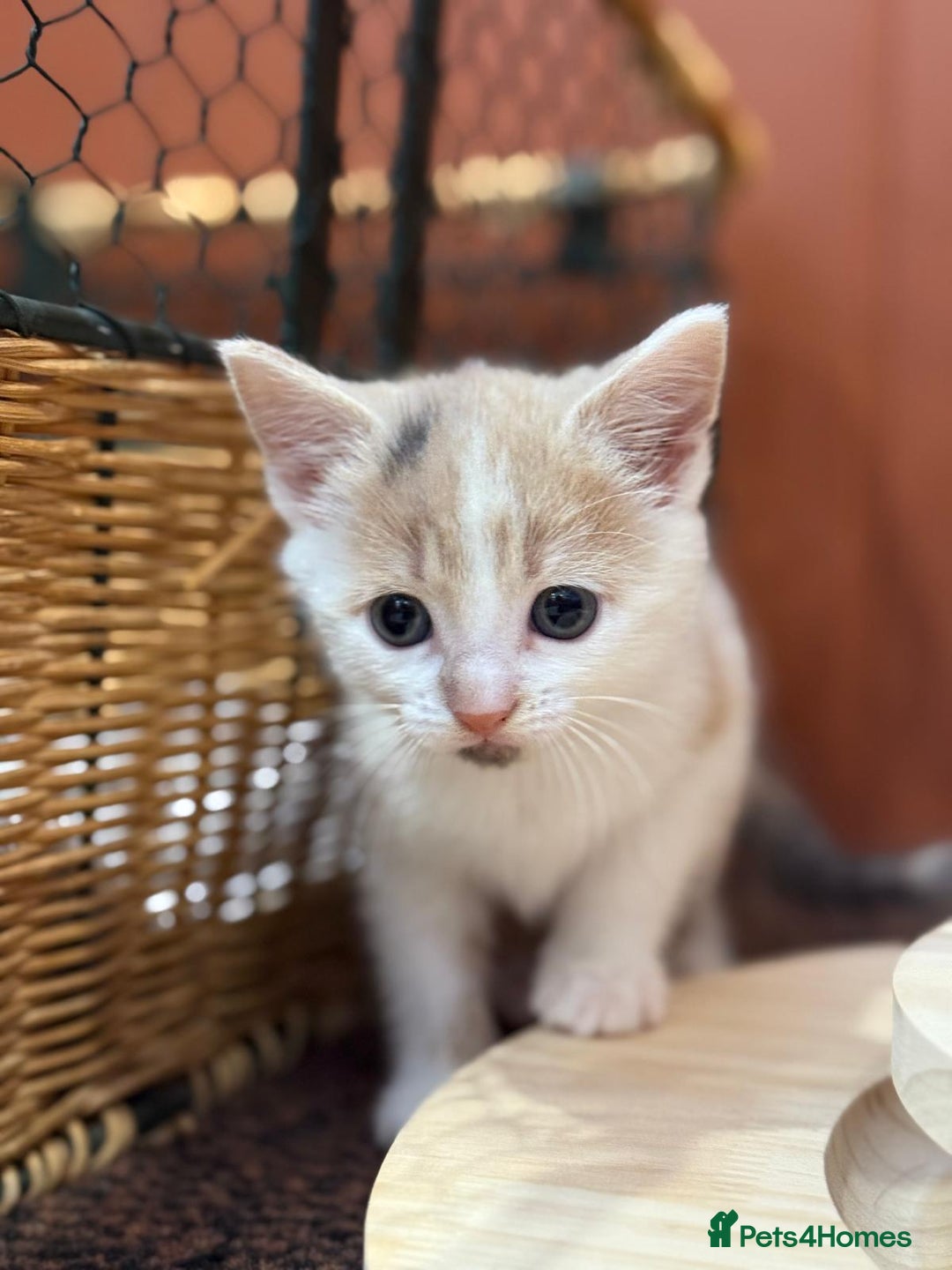 Mixed Breed cats for sale: 🐾 Adorable Kittens For Forever Homes 🐾  - Image 8
