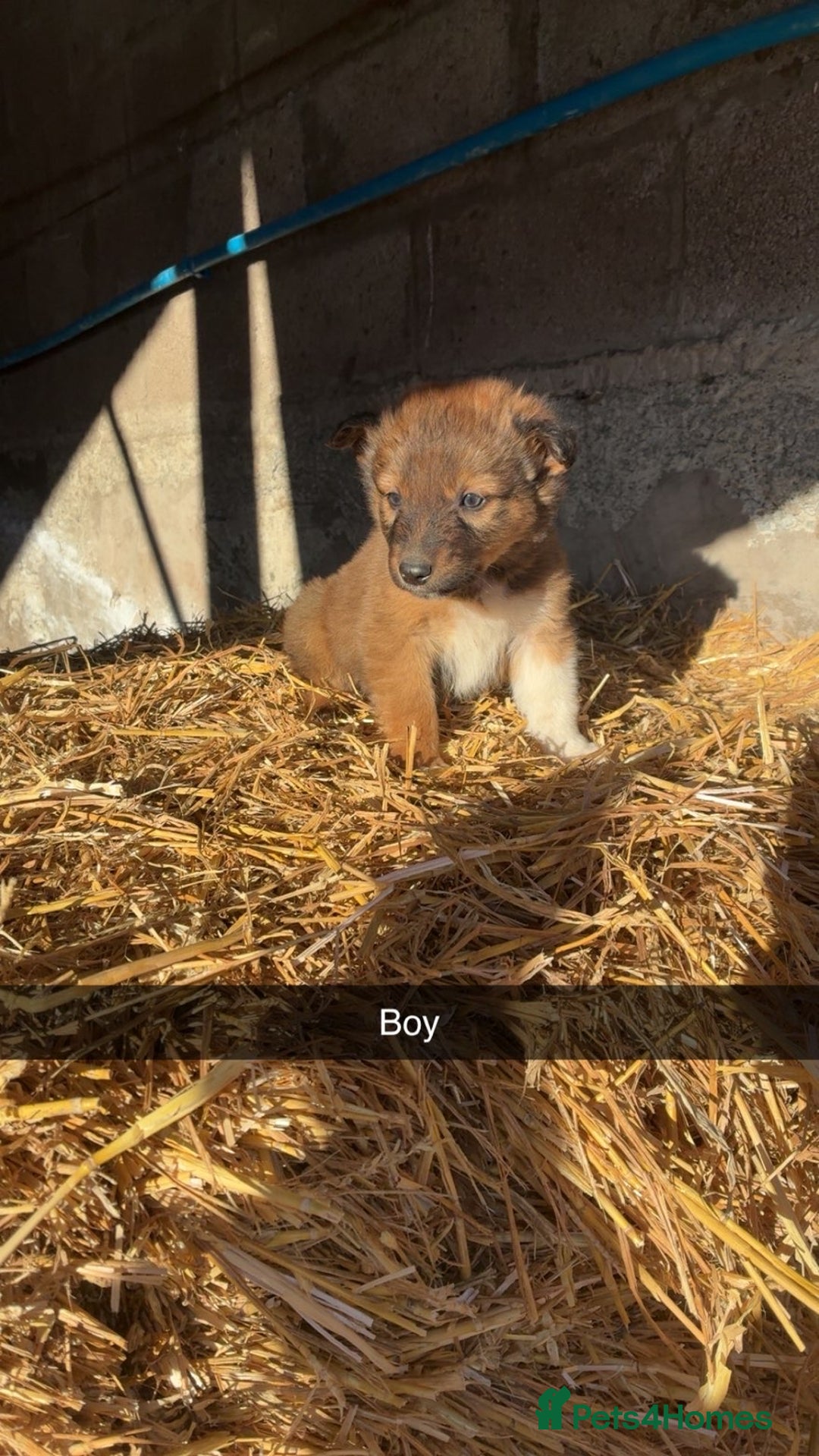 Border Collie dogs for sale: Border Collie Pups For Sale 🏡  - Advert 7