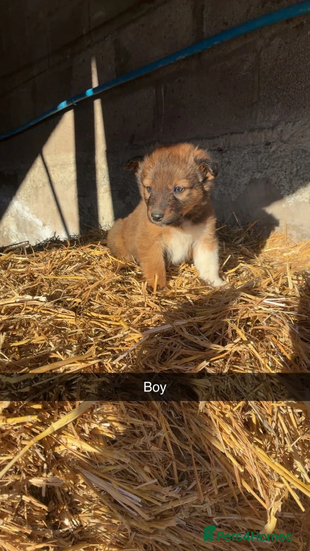 Border Collie dogs for sale: Border Collie Pups For Sale 🏡  - Advert 7