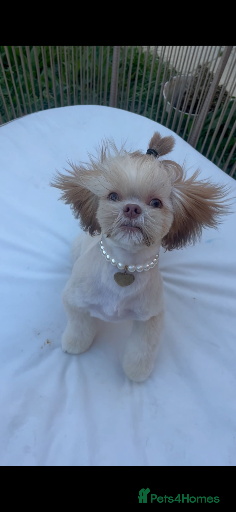 Shih Tzu dogs 6 month old lilac shih tzu - Advert 7