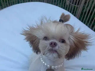 Shih Tzu dogs 6 month old lilac shih tzu - Advert 7