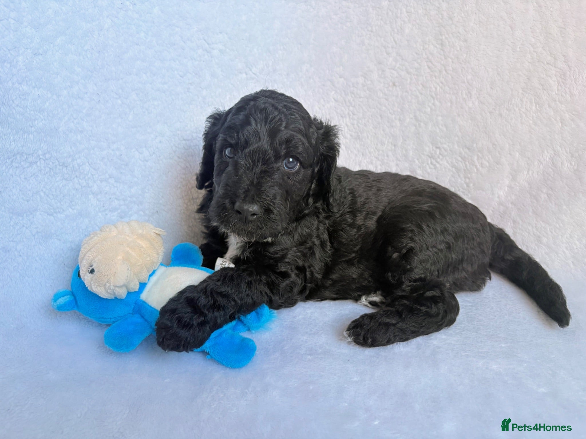 Goldendoodle dogs Gorgeous Double Doodle Boys - Advert 2