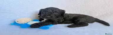 Rambo