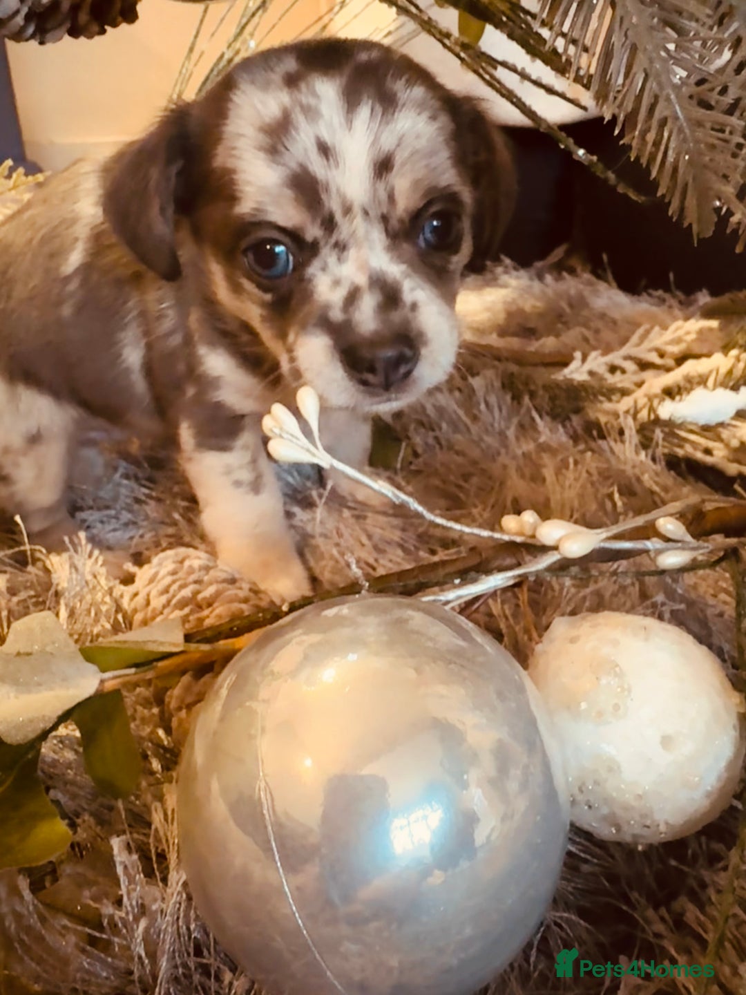 Mixed Breed dogs for sale: Jack Russel cross Chihuahua  - Advert 3