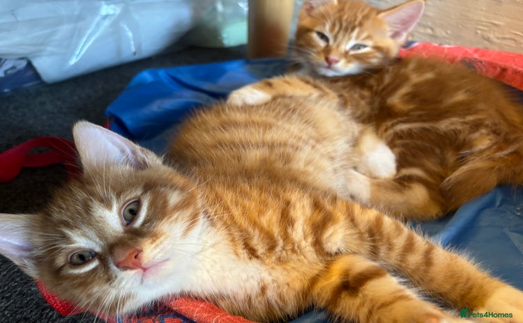 Mixed Breed cats - Advert 14