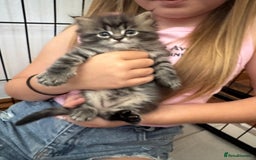 Maine Coon cats for sale: Maine Coon x Ragdoll Mix Kittens  Ready 27 Aug! 🐾 - Image 18