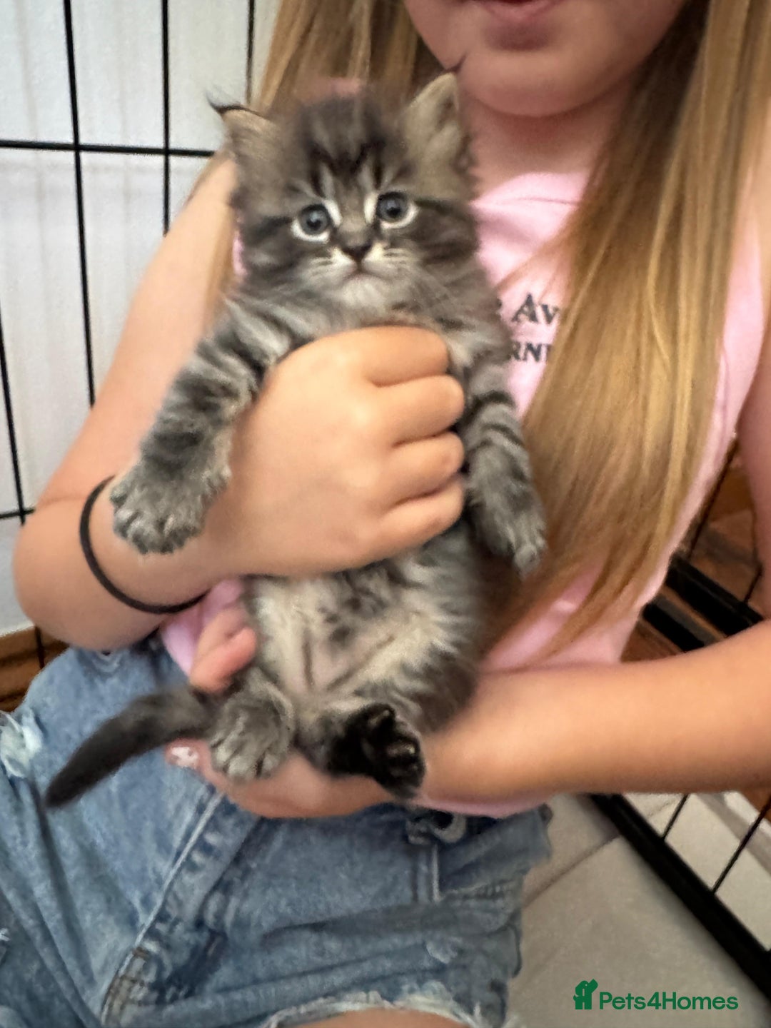 Maine Coon cats for sale: Maine Coon x Ragdoll Mix Kittens  Ready 27 Aug! 🐾 - Image 18
