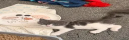 Mixed Breed cats for sale: 3 grey and white kittens - Advert 4