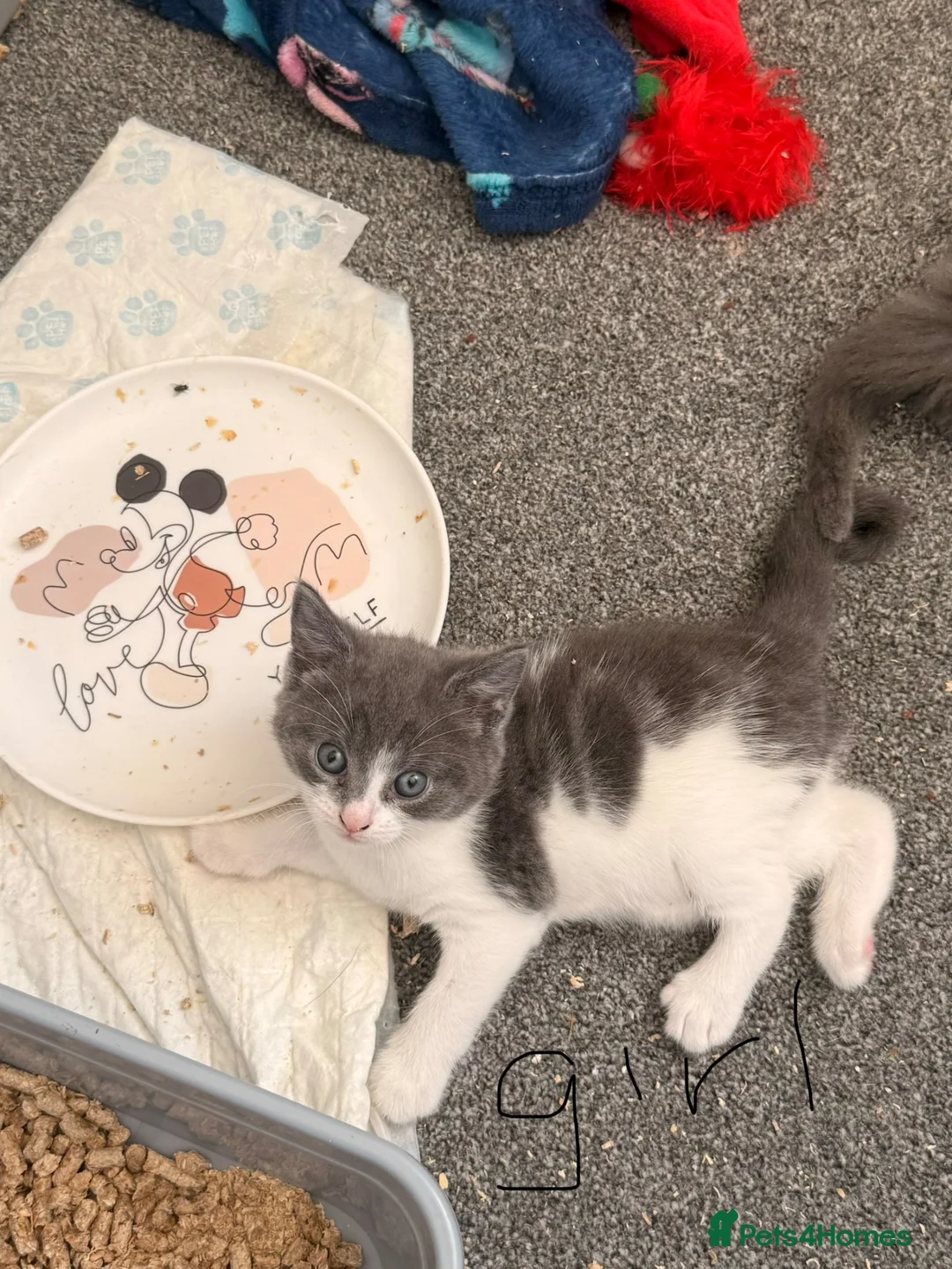 Mixed Breed cats for sale: 3 grey and white kittens - Advert 4