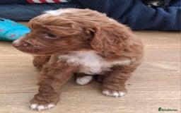 Cockapoo dogs for sale: ** BEAUTIFUL LITTER OF COCKAPOOS ** - Image 37