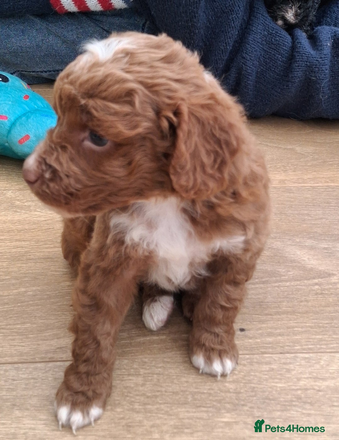 Cockapoo dogs for sale: ** BEAUTIFUL LITTER OF COCKAPOOS ** - Image 37