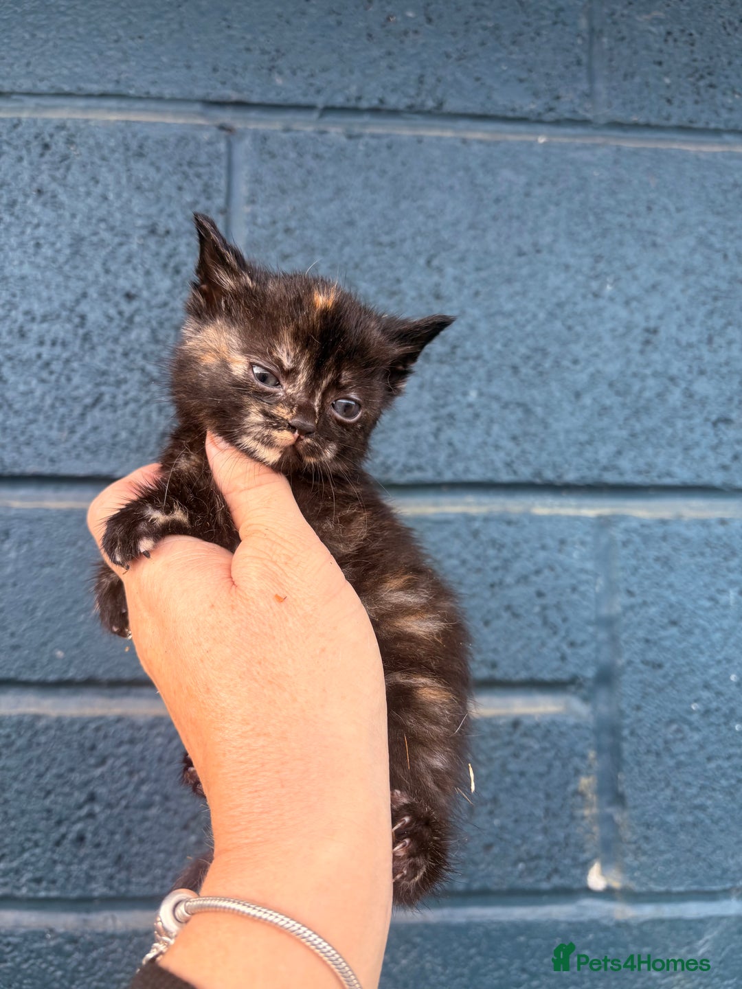 Mixed Breed cats for sale:  Beautiful little kittens needing new homes  - Image 4