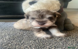Miniature Schnauzer dogs for sale: KC BVA/MAC Chocolate Pepper Mini Schnauzers - Image 9