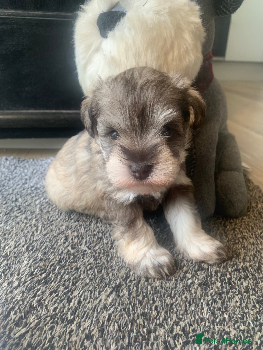 Miniature Schnauzer dogs for sale: KC BVA/MAC Chocolate Pepper Mini Schnauzers - Image 9