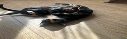 Mixed Breed cats for sale: 3 lovely kittens looking for new homes - Advert 2