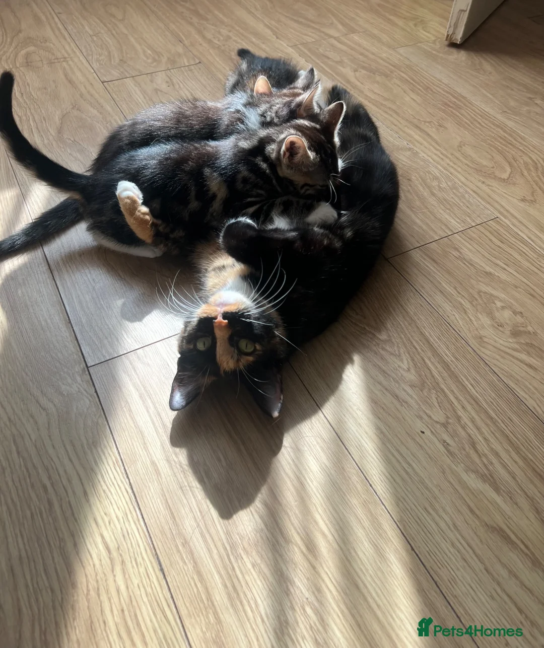 Mixed Breed cats for sale: 3 lovely kittens looking for new homes - Advert 2