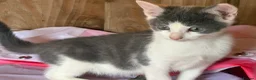 Mixed Breed cats for sale: 2 grey and white boys Ragdoll x - Advert 8