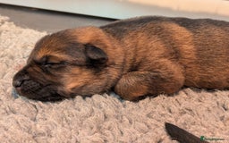 German Shepherd dogs for sale: KC Pups From Health Tested Champion Bloodlines  - Image 19