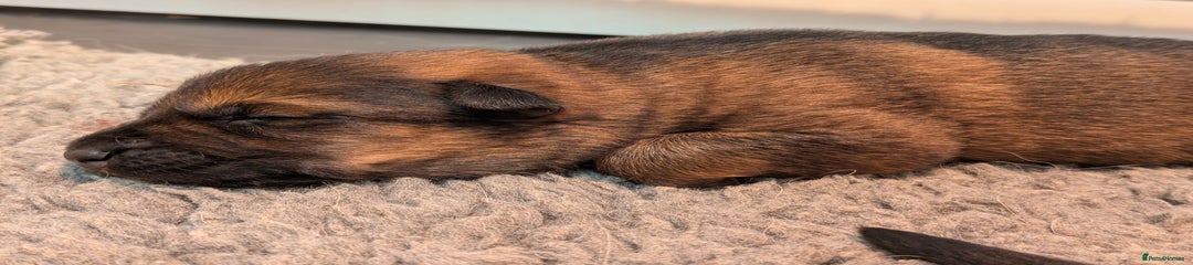 German Shepherd Puppy 4