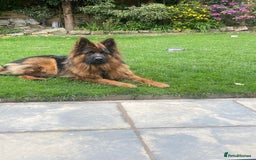 German Shepherd dogs for sale: German Shepherd Dog - Image 2