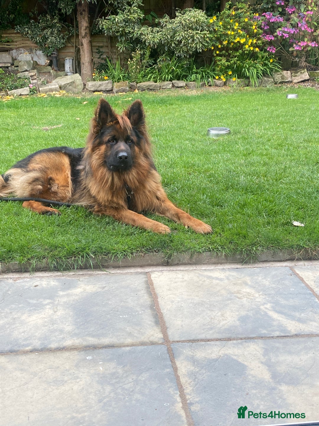 German Shepherd dogs for sale: German Shepherd Dog - Image 2