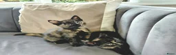 Mixed Breed cats for sale: Gorgeous Tortoiseshell Female Kittens - Advert 5