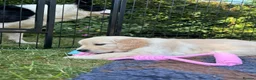 Golden Retriever dogs for sale: Beautiful pedigree Golden Retriever puppies in Usk - Advert 4