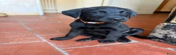 Labrador Retriever dogs for sale: Two left. Beautiful Black Labrador pups.  - Advert 2