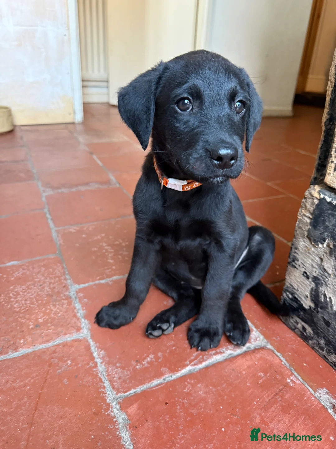 Labrador Retriever dogs for sale: Two left. Beautiful Black Labrador pups.  - Advert 2