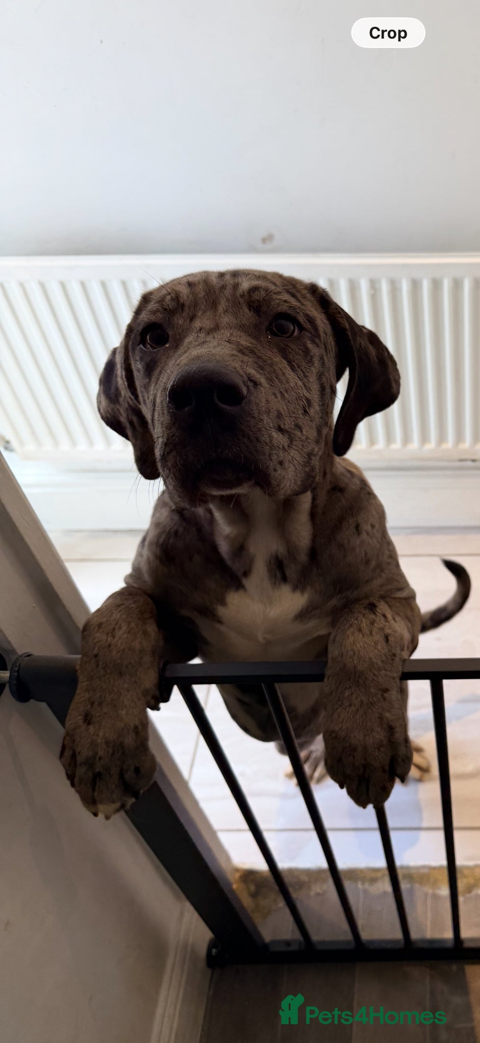 Cane Corso dogs Cane Corso Brindle 7 months old - Advert 12