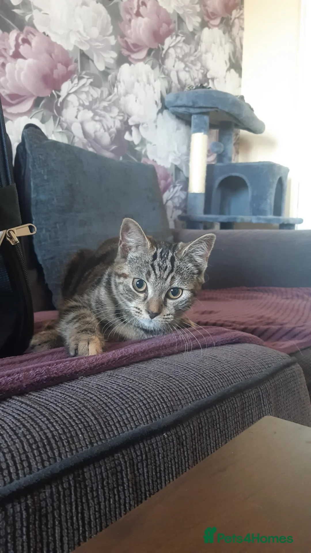 Mixed Breed cats for sale: Mollie - Advert 5