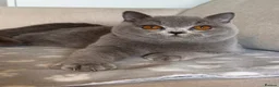 British Shorthair cats for sale: Beautiful boy & girl available  - Advert 9
