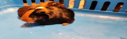 Guinea Pig rodents for sale: Baby Guniea pigs for sale - Advert 2