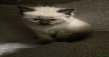 Ragdoll cats - Advert 7